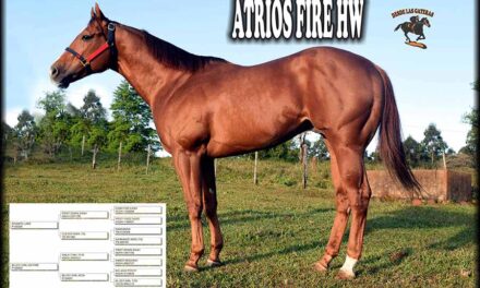 SERVICIO DE PADRILLO ATRIOS FIRE HW