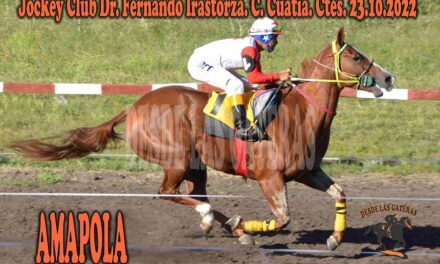 EL FLORECER DE AMAPOLA…