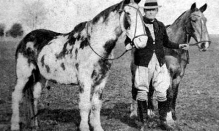 20 de Septiembre… DIA NACIONAL DEL CABALLO.