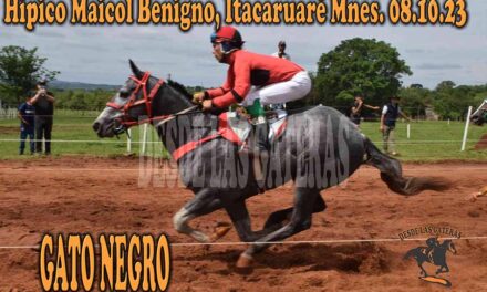 VOLVIO A MOSTRAR SUS GARRAS GATO NEGRO