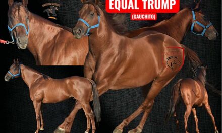 Servicio de padrillo de EQUAL TRUMP.