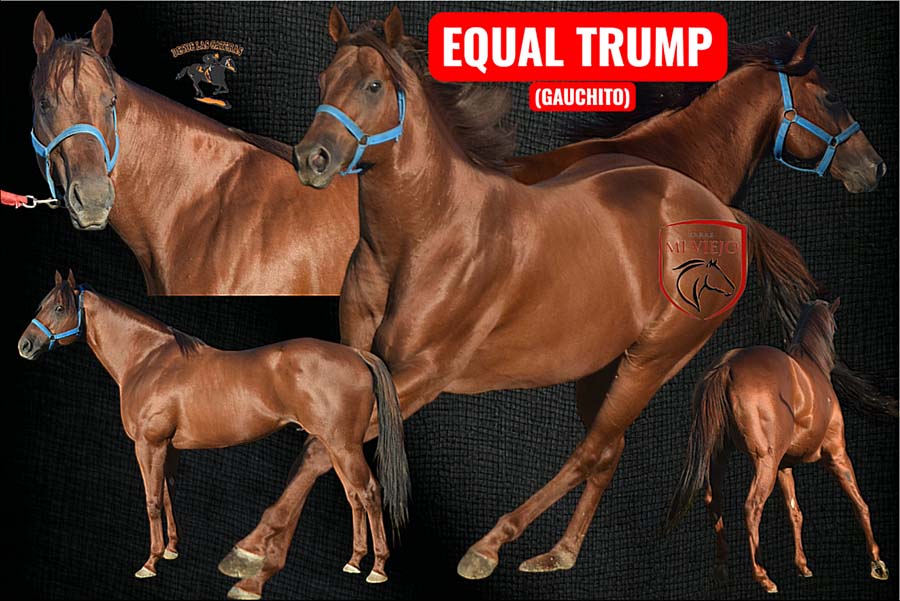 Servicio de padrillo de EQUAL TRUMP.