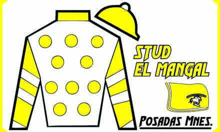 STUD EL MANGAL