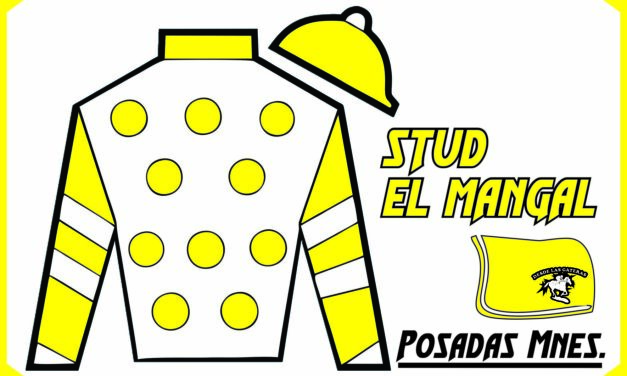 STUD EL MANGAL