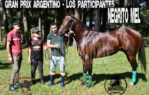 NEGRITO MEL – POTRILLO GRAN PRIX ARGENTINO – C. H. DON NICÉFORO – ALEM 02 y O3. 05.26
