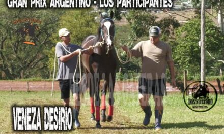 VENEZA DESIRIO – POTRILLO GRAN PRIX ARGENTINO – C. H. DON NICÉFORO – ALEM 02 y O3. 05.26