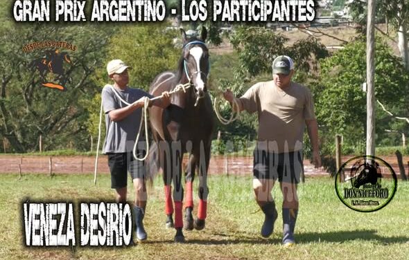 VENEZA DESIRIO – POTRILLO GRAN PRIX ARGENTINO – C. H. DON NICÉFORO – ALEM 02 y O3. 05.26