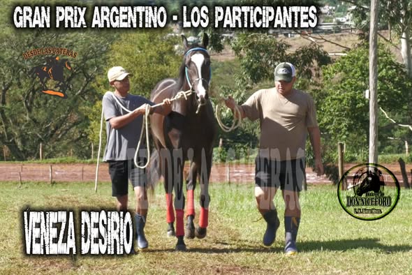 VENEZA DESIRIO – POTRILLO GRAN PRIX ARGENTINO – C. H. DON NICÉFORO – ALEM 02 y O3. 05.26